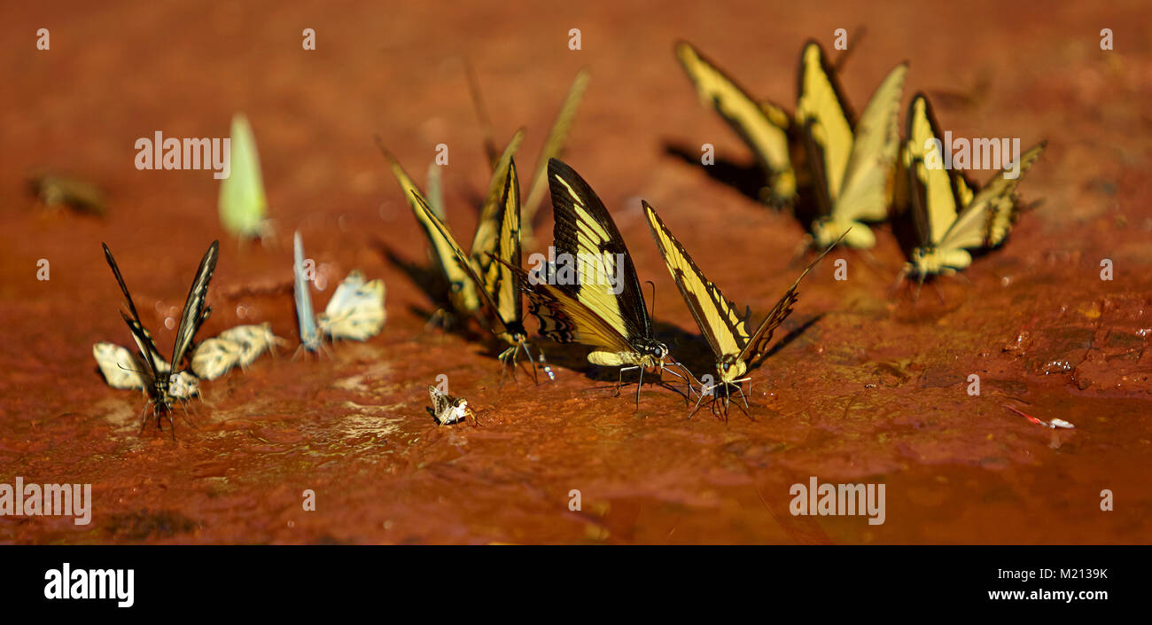 Farfalle a Iguacu Foto Stock
