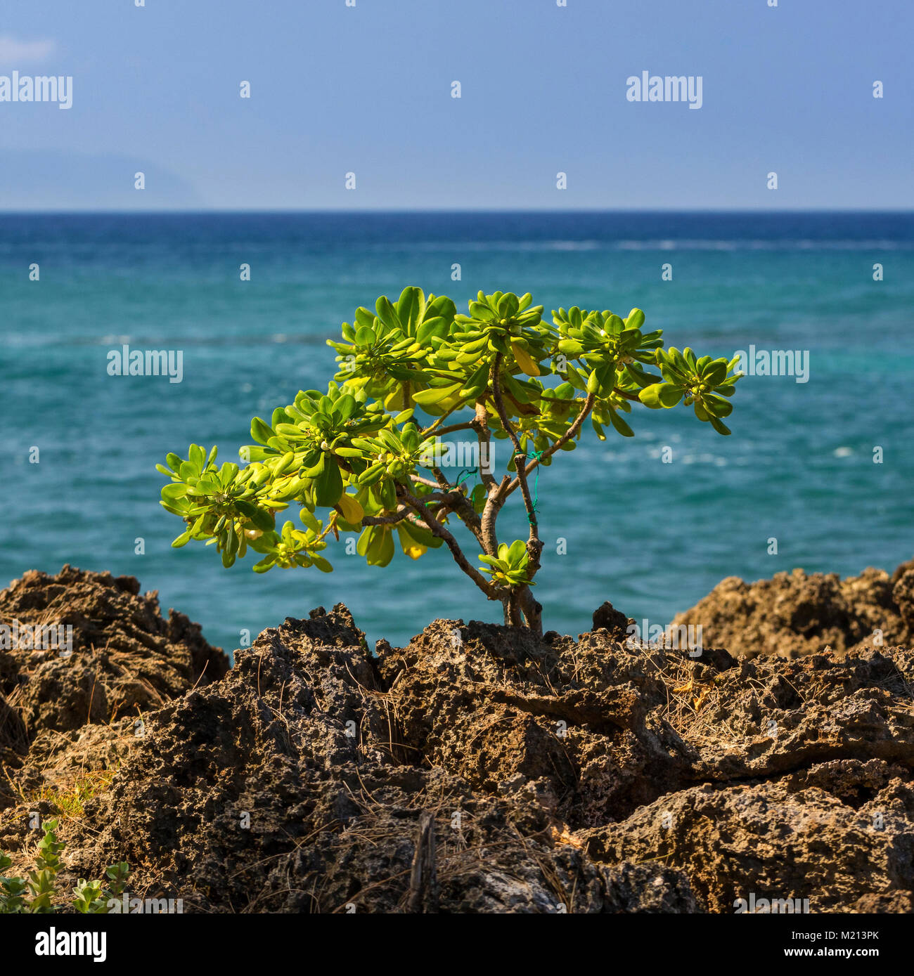 Roccia lavica a pianta a squali Cove, Oahu, Hawaii Foto Stock