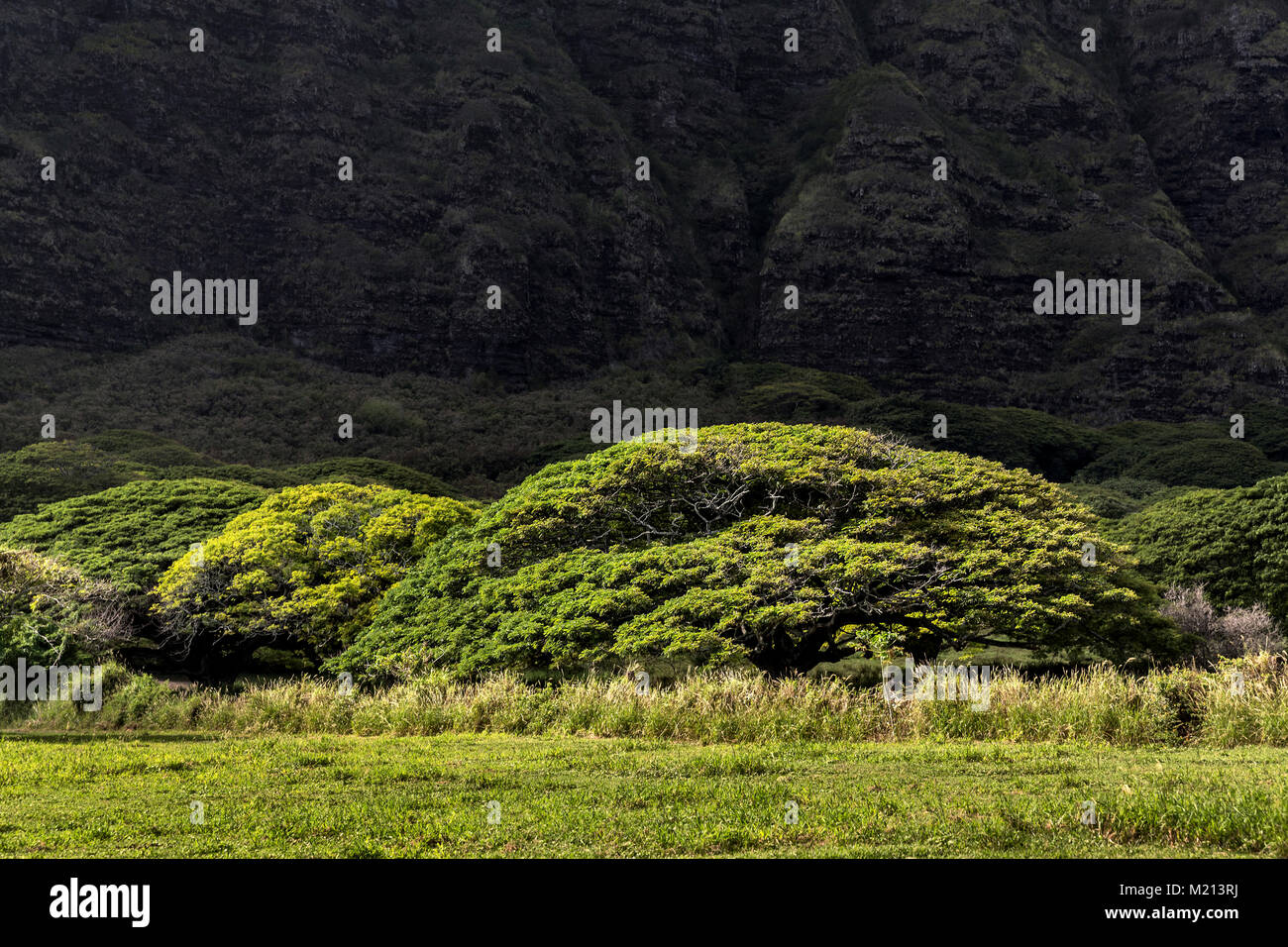 Monkeypod alberi, chiamato anche Raintrees, vicino Kualoa Ranch in Oahu, Hawaii Foto Stock