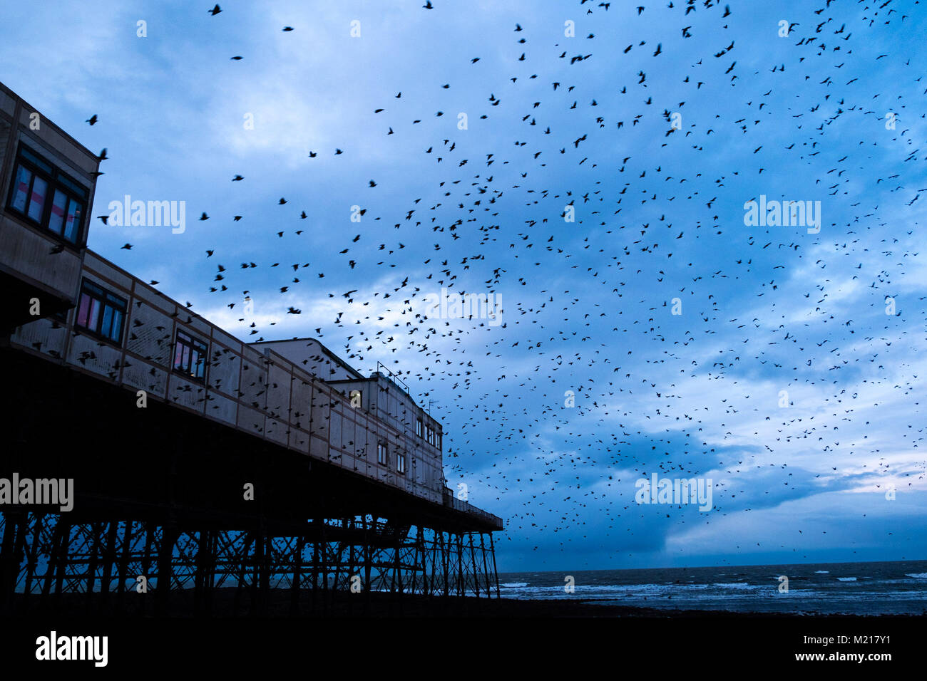 Aberystwyth Wales UK, sabato 03 Feb 2018 UK Meteo: su un terribilmente freddo e grigio febbraio sera , grandi nuvole di decine di migliaia di minuscoli storni riempiono il cielo come voleranno in spettacolari murmurations Credito: keith morris/Alamy Live News Foto Stock