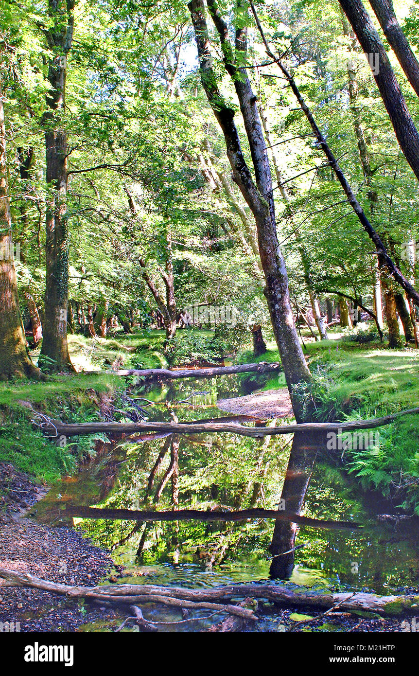 Nuovo flusso di foresta, fossa settica, Hampshire, Inghilterra Foto Stock