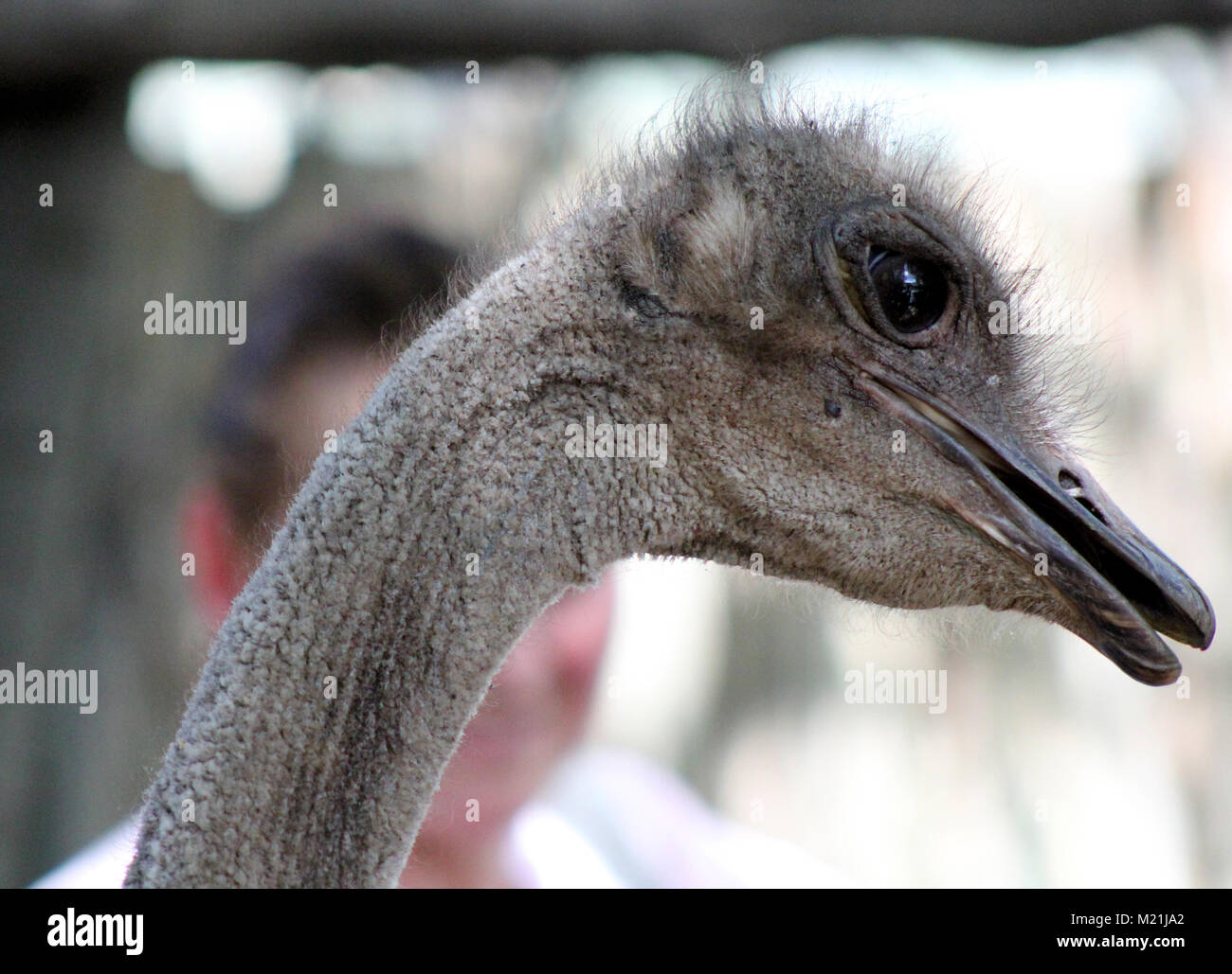 Ostrich close up con membrana nictitating Foto Stock