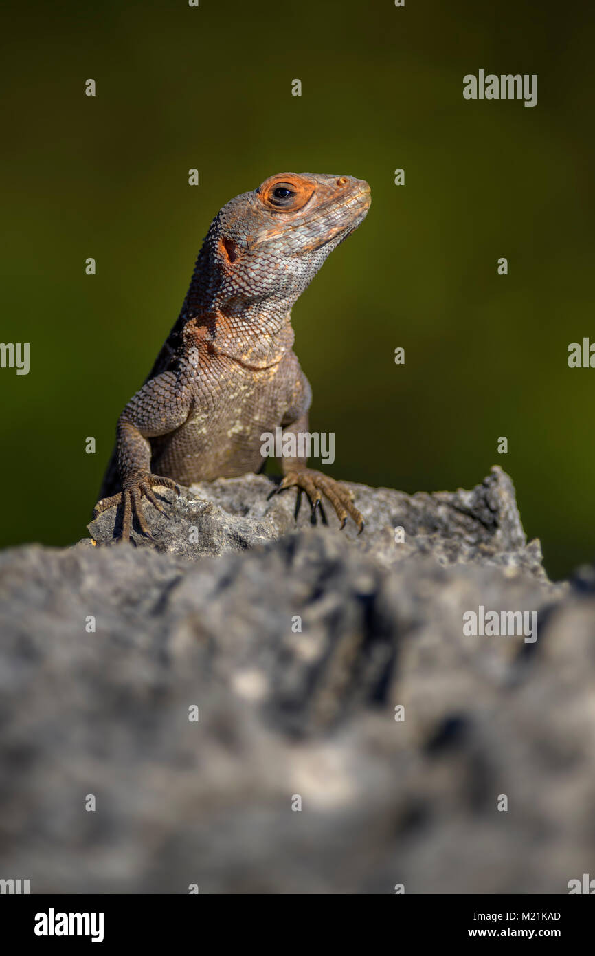 Cuvier il Madagascar Swift - Oplurus cuvieri, Madagascar west coast. Tsingy. Grande lucertola. Foto Stock