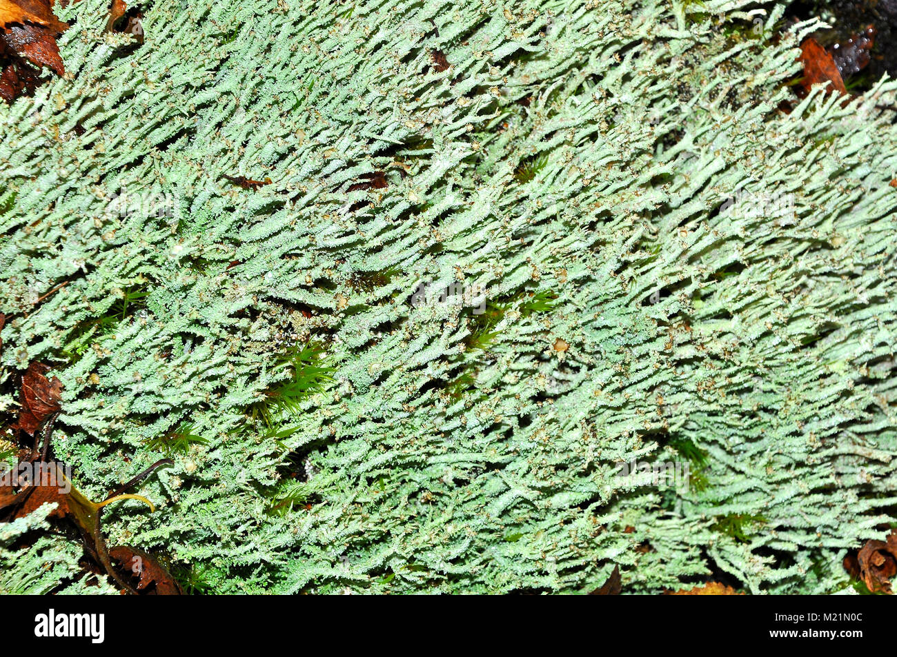 Cladonia Lichen nel nuovo Parco Nazionale Foreste, Hampshire, Inghilterra Foto Stock