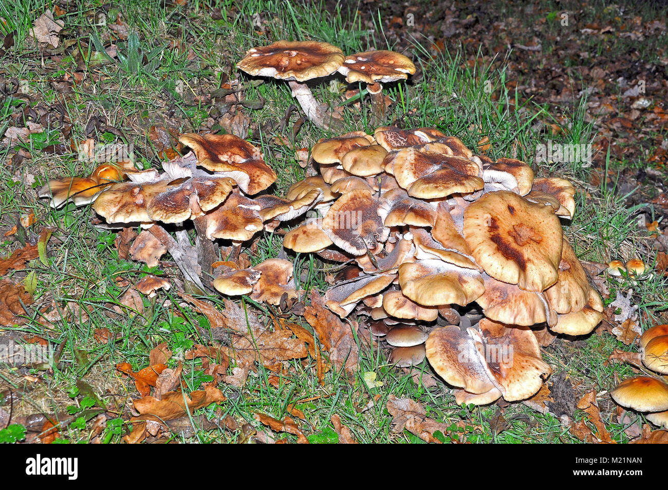 I funghi nel nuovo Parco Nazionale Foreste, Hampshire, Inghilterra Foto Stock