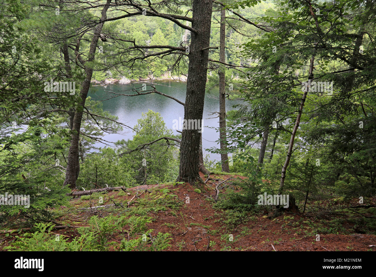 Una vista attraverso gli alberi del lago Jack in Algonquin Provincial Park, Ontario, Canada. Foto Stock