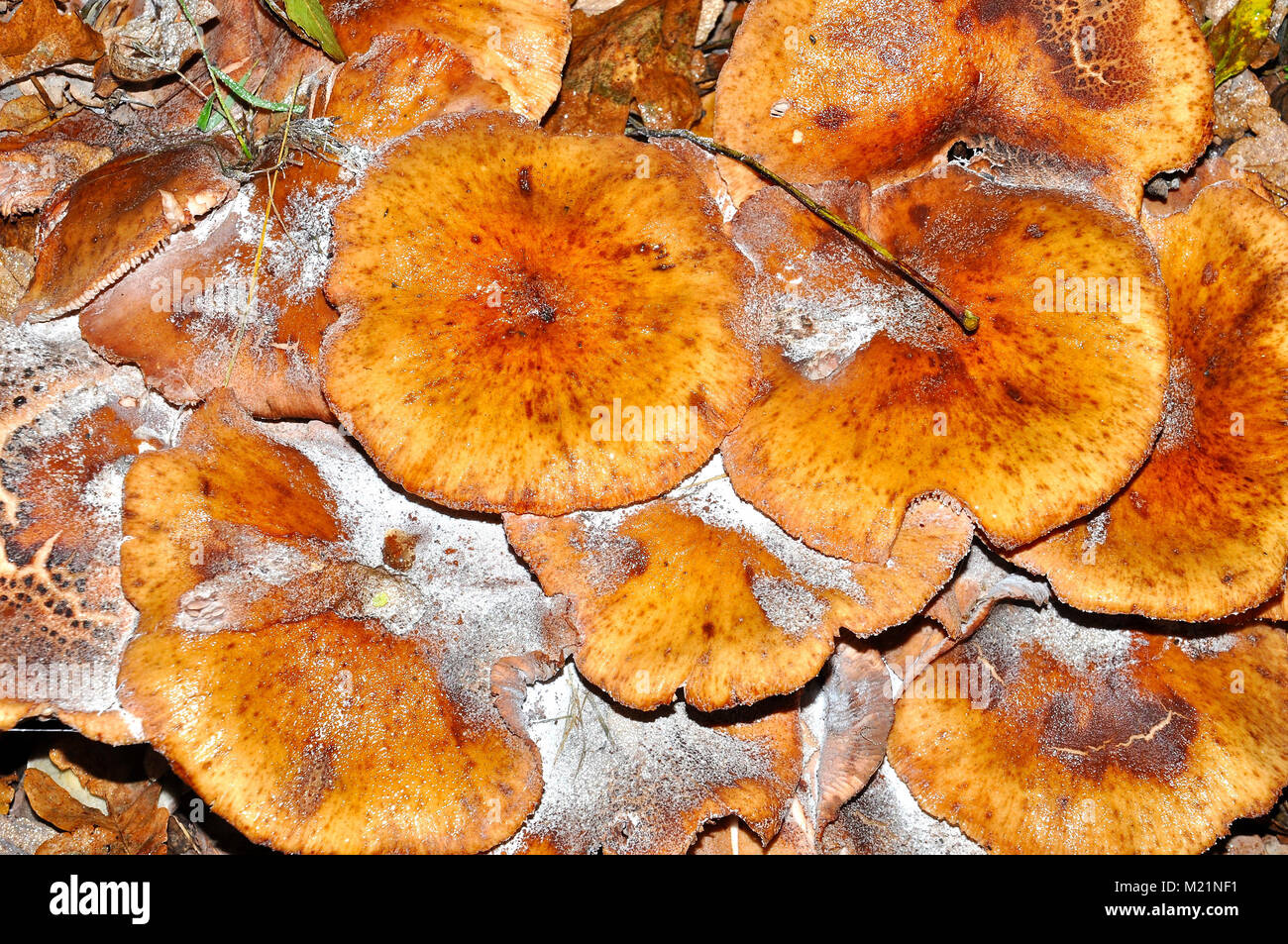 I funghi nel nuovo Parco Nazionale Foreste, Hampshire, Inghilterra Foto Stock