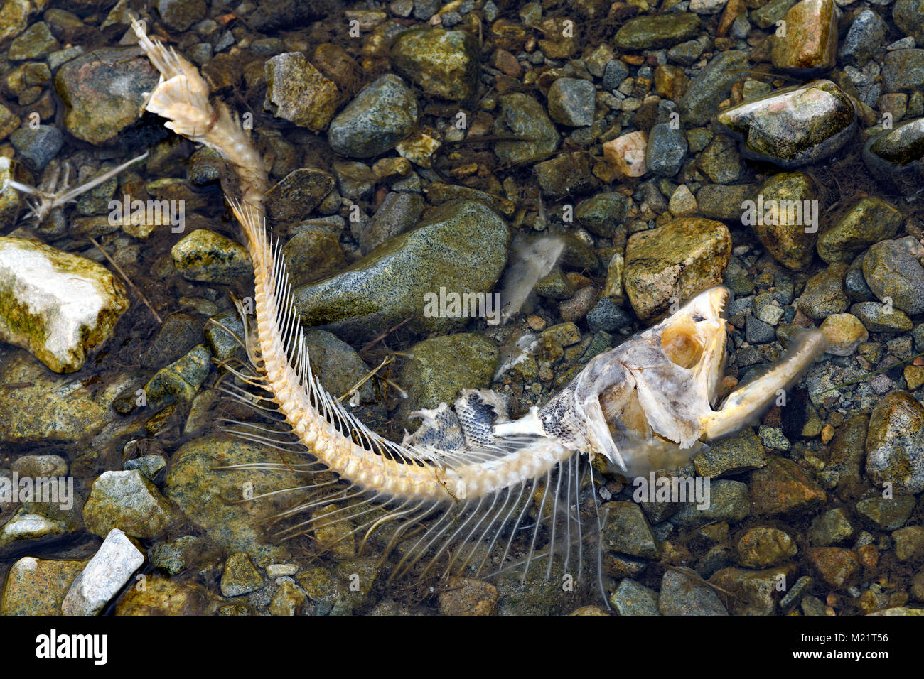 Fine del ciclo di vita del salmone del Pacifico. Solo pesce osso rimane da un salmone dopo di essere mangiato da un aquila calva. Fraser River Basin, Canada. Foto Stock