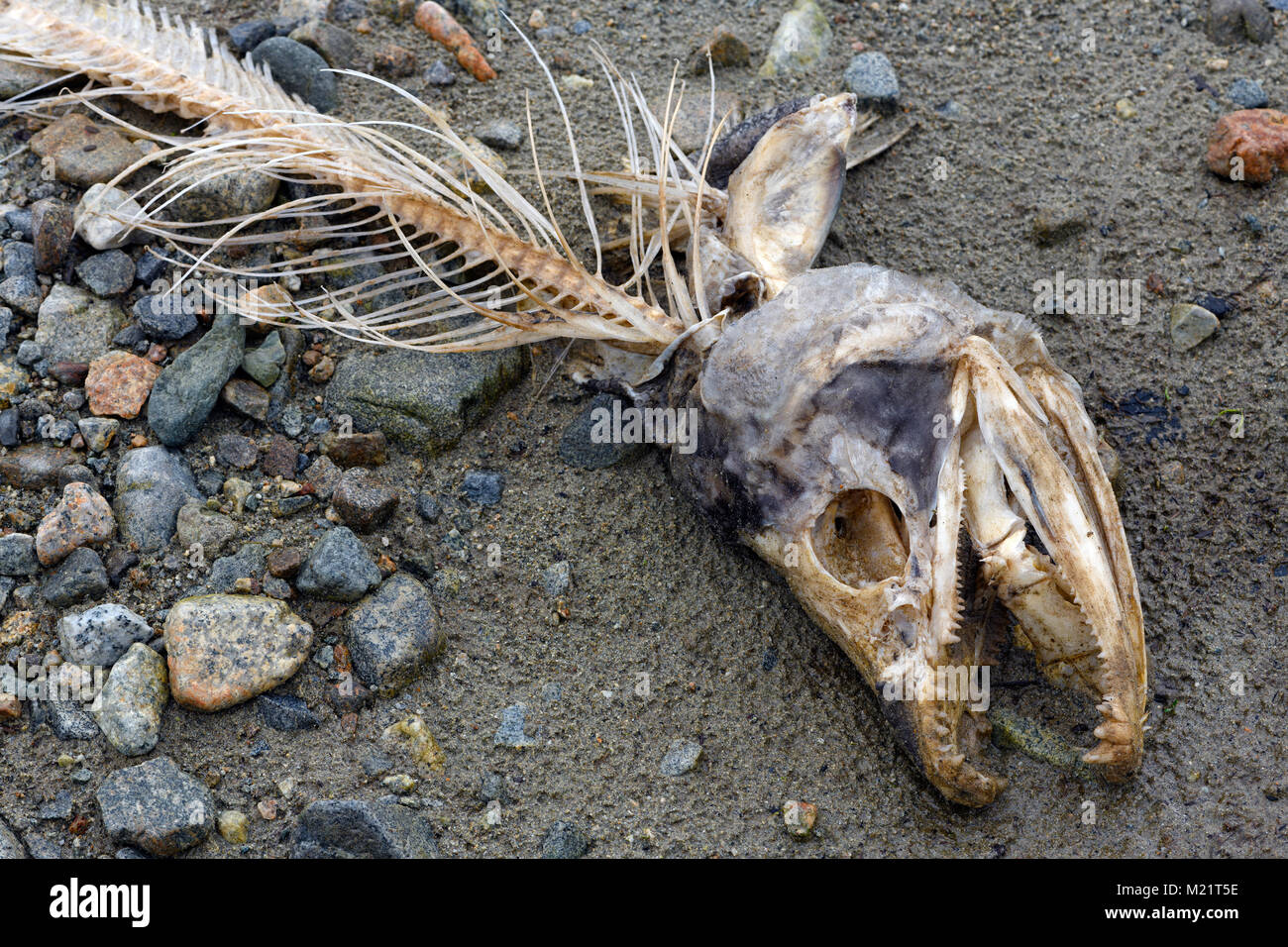 Fine del ciclo di vita del salmone del Pacifico. Solo pesce osso rimane da un salmone dopo di essere mangiato da un aquila calva. Fraser River Basin, Canada. Foto Stock