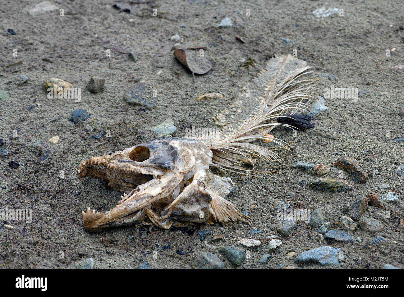 Fine del ciclo di vita del salmone del Pacifico. Solo pesce osso rimane da un salmone dopo di essere mangiato da un aquila calva. Fraser River Basin, Canada. Foto Stock