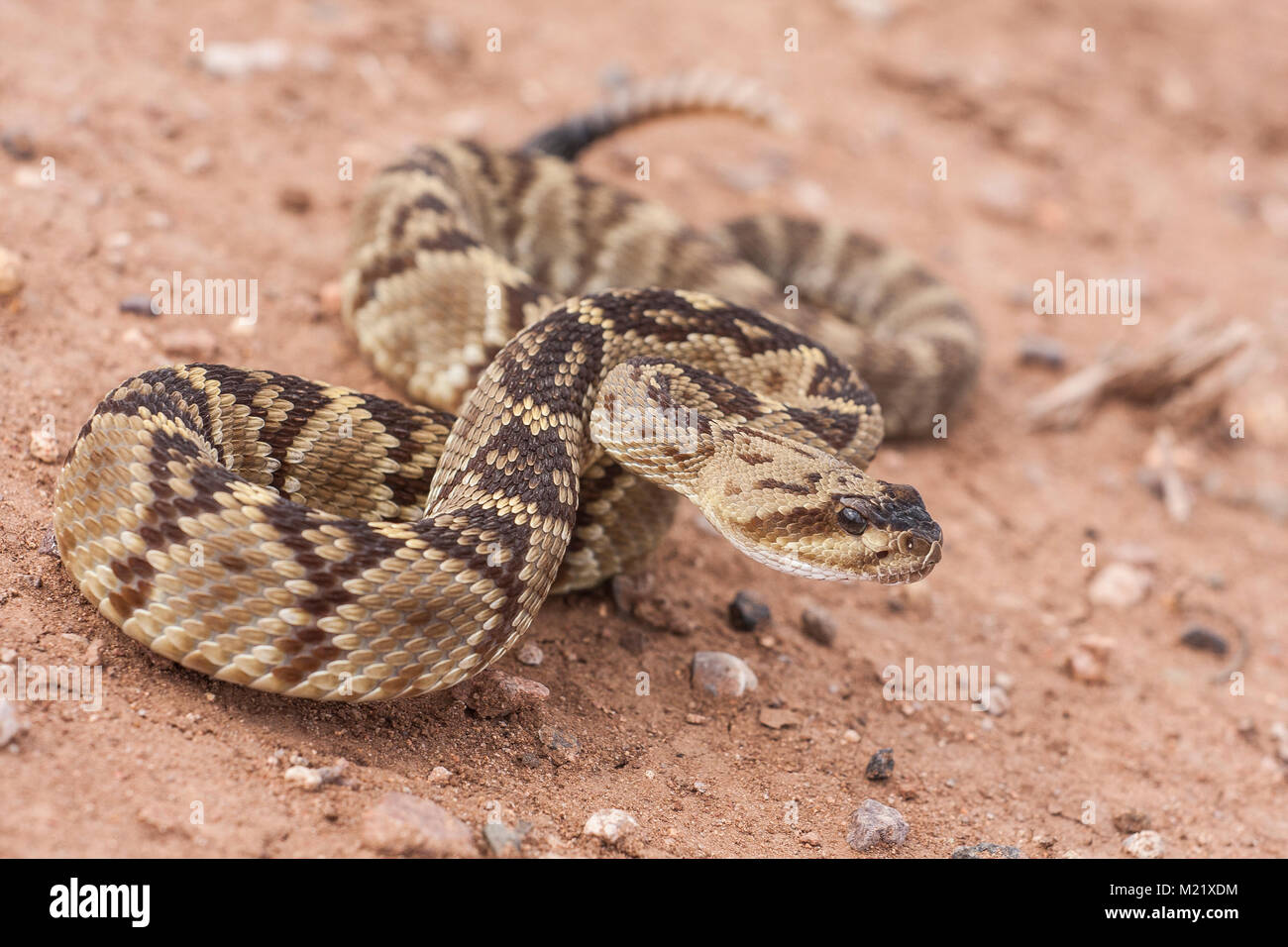 Crotalus molossus è un infame rattlesnakes delle specie che si trovano nel sudovest degli Stati Uniti e del Messico. Ritratto di macro. Nomi comuni: nero-tailed rattlesnake, verde rattler, Nord nero-tailed Foto Stock