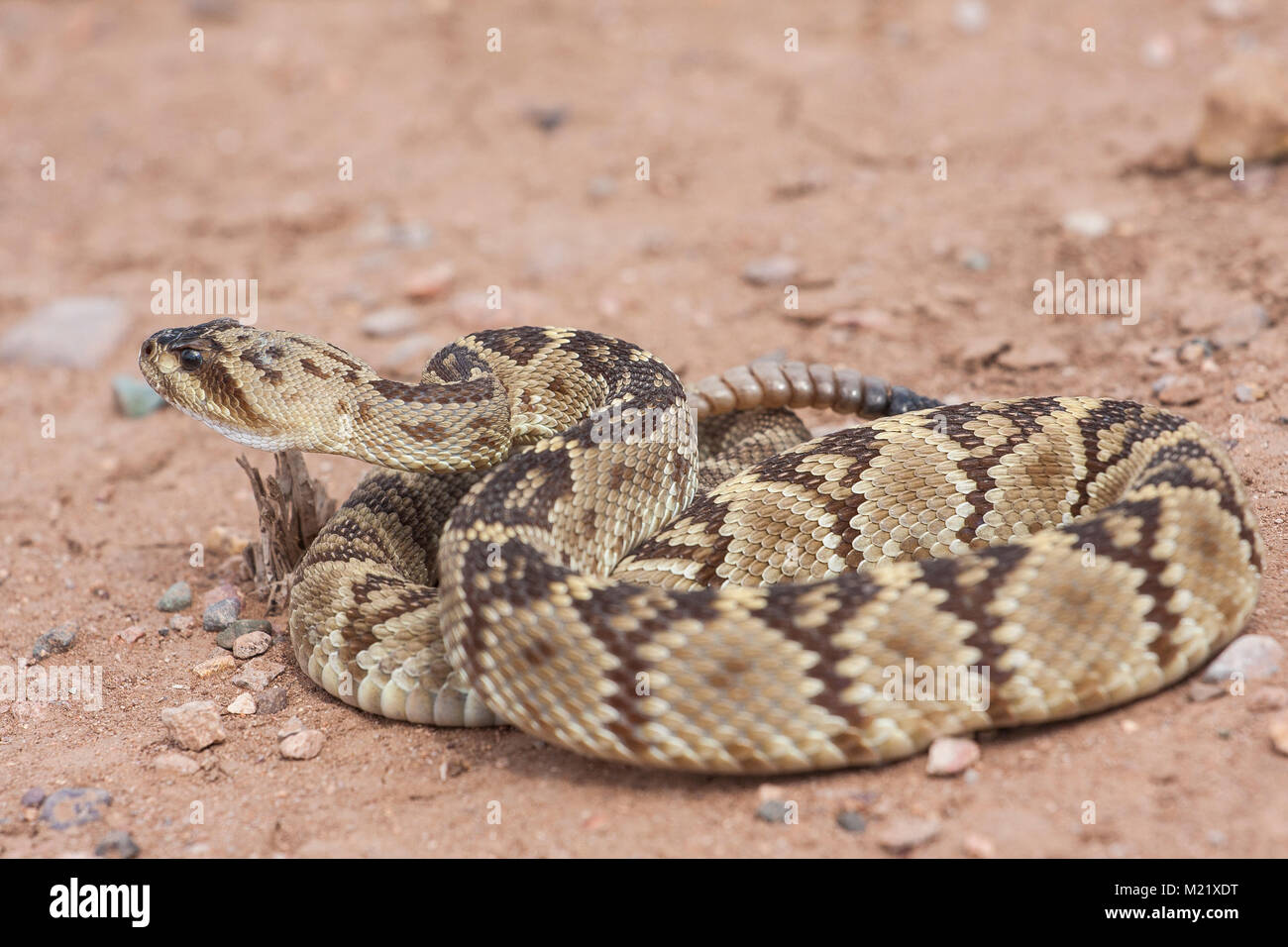 Crotalus molossus è un infame rattlesnakes delle specie che si trovano nel sudovest degli Stati Uniti e del Messico. Ritratto di macro. Nomi comuni: nero-tailed rattlesnake, verde rattler, Nord nero-tailed Foto Stock