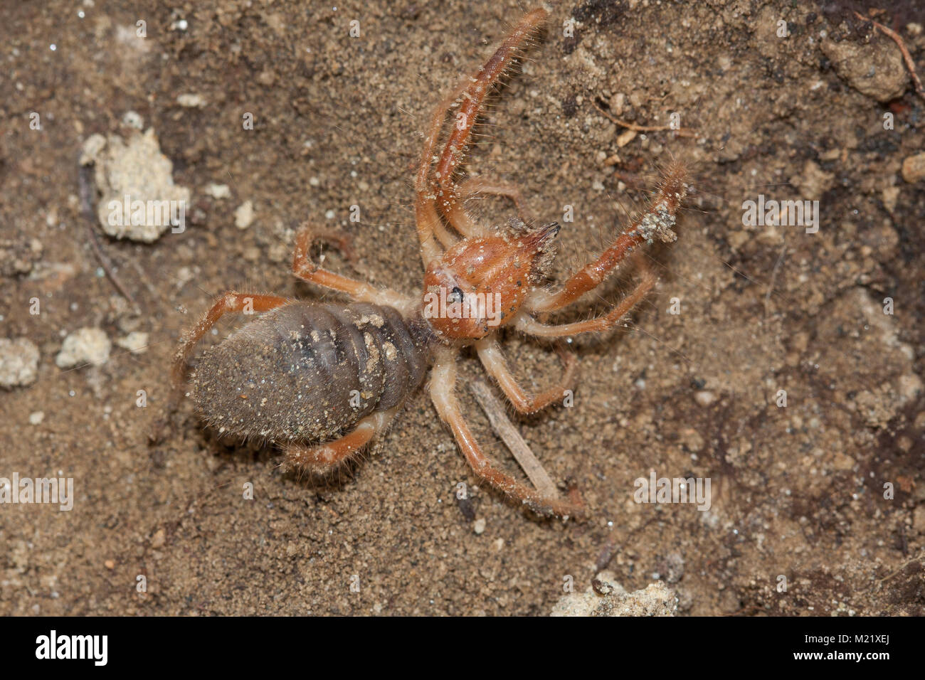 Solifugae è un ordine di animali nella classe Arachnida variamente nota come camel ragni, vento scorpioni, sun ragni, o solifuges. Ritratto di macro Foto Stock