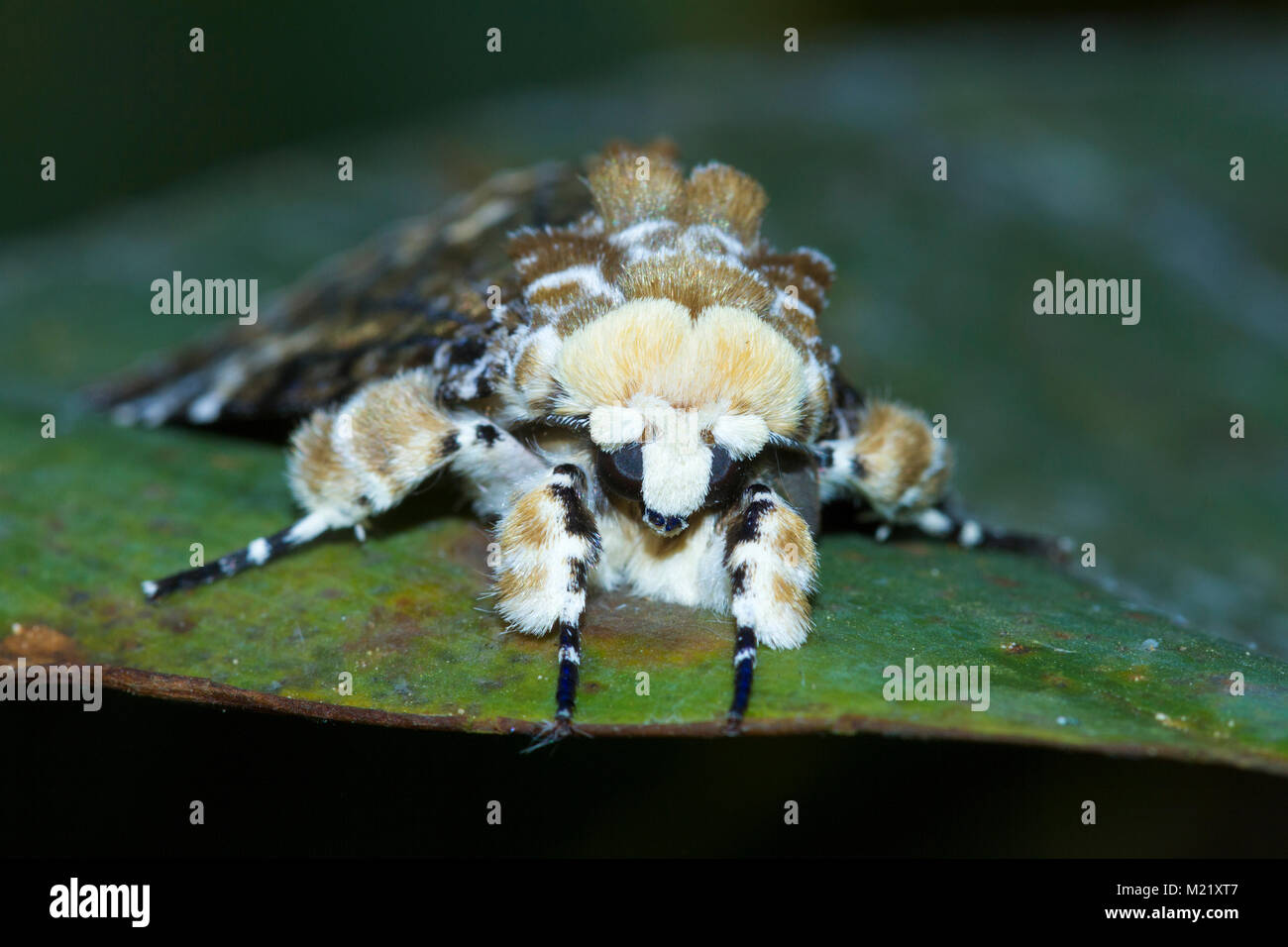 Una falena nella foresta pluviale del Borneo, Malaysia Foto Stock