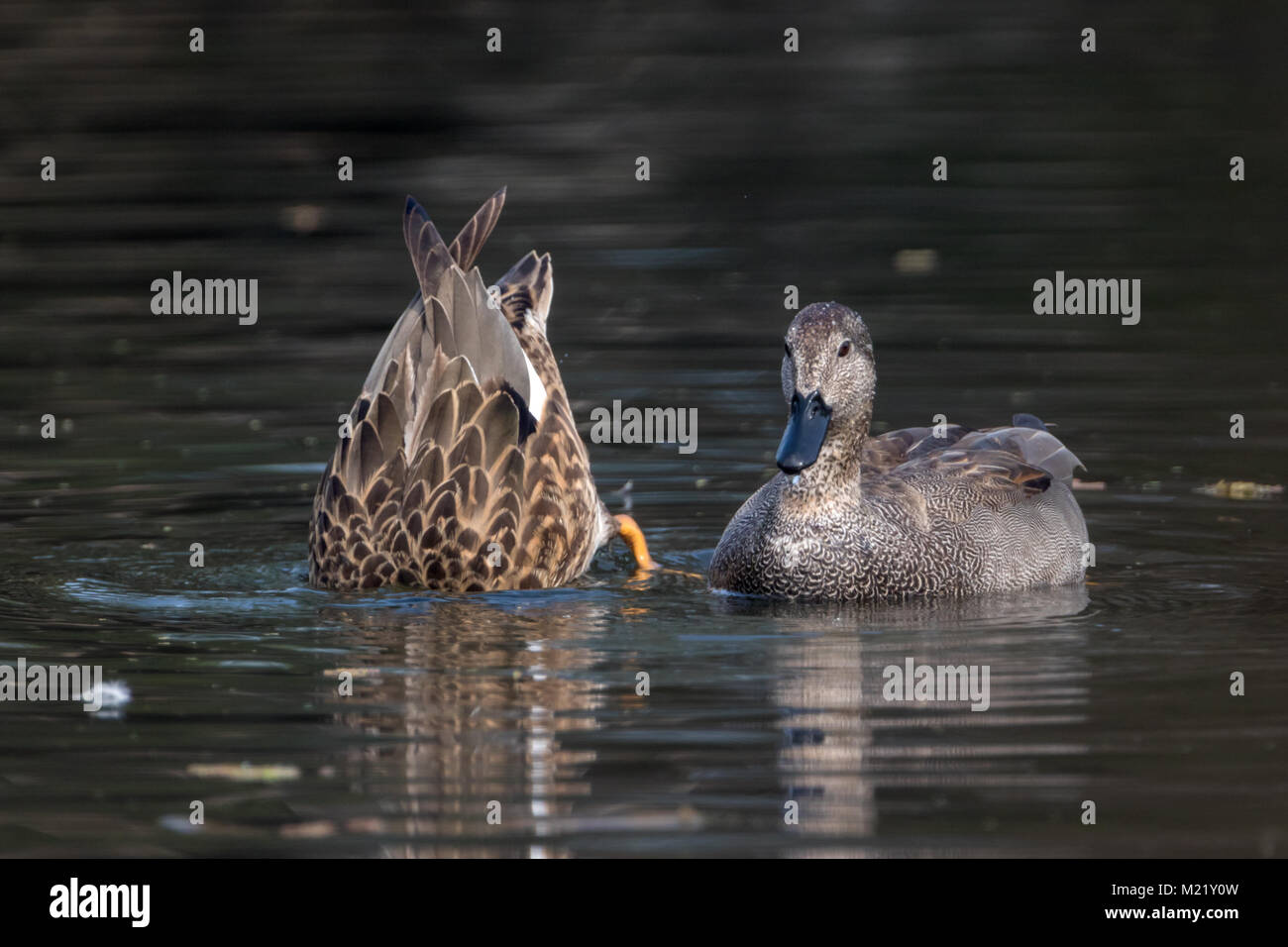 Uccelli a Bharatpur Bird Sanctuary nel Rajasthan, India Foto Stock