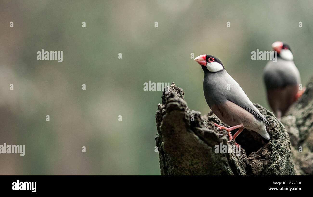 Riso Java Sparrow / Java Finch / Java riso Bird a Edward Youde voliera, Hong Kong Park Foto Stock