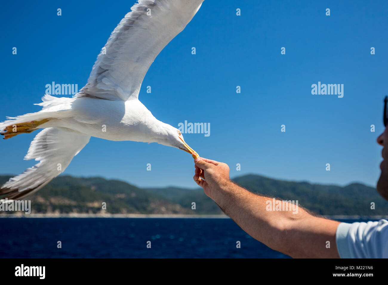 Uomo cookie di alimentazione al flying seagull Foto Stock