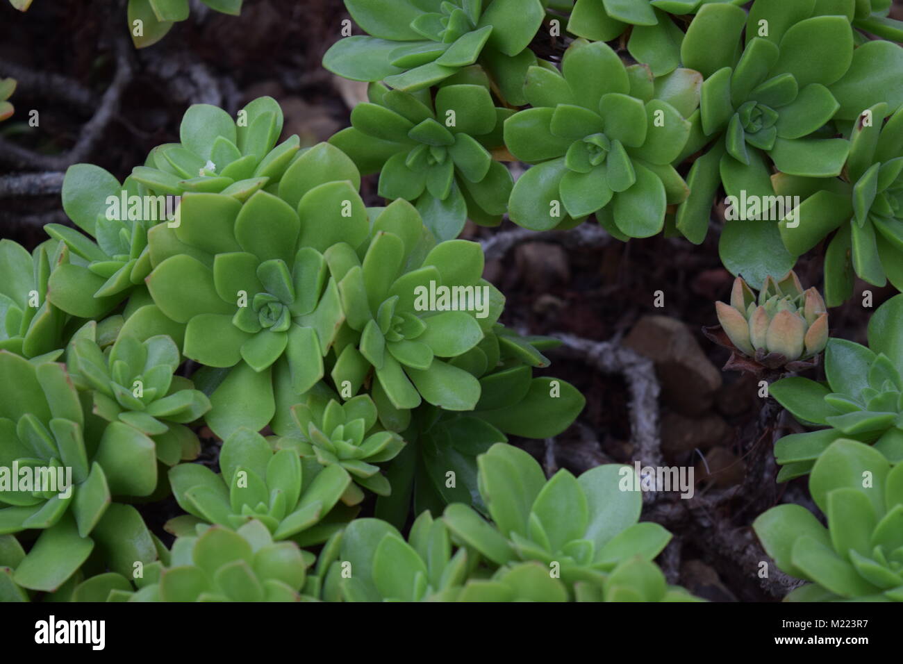 Un relativamente stretta fino botanical foto da un conservatorio/serra. Foto Stock