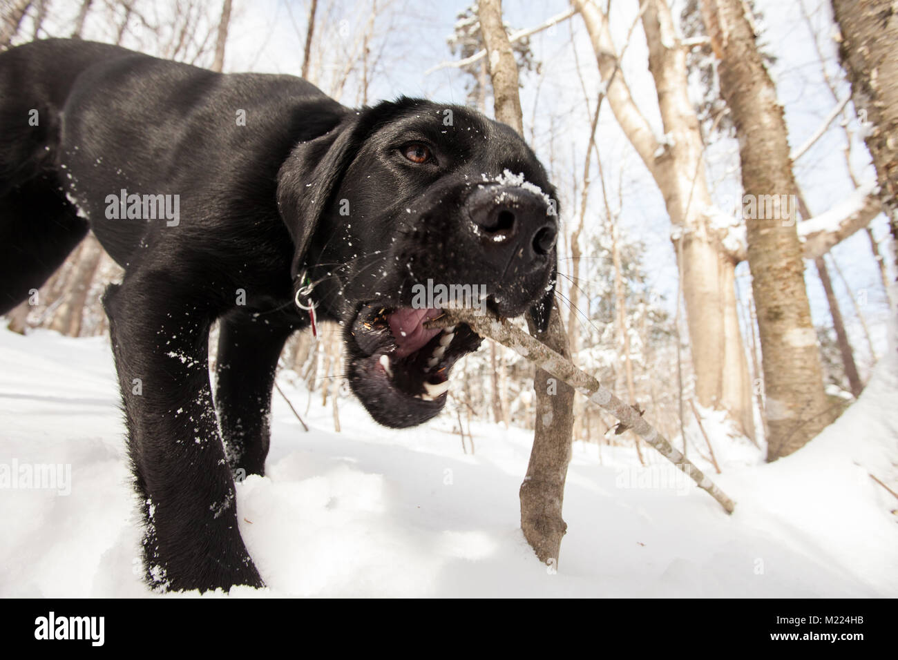 Black Lab cucciolo giocando con un bastone nella neve Foto Stock