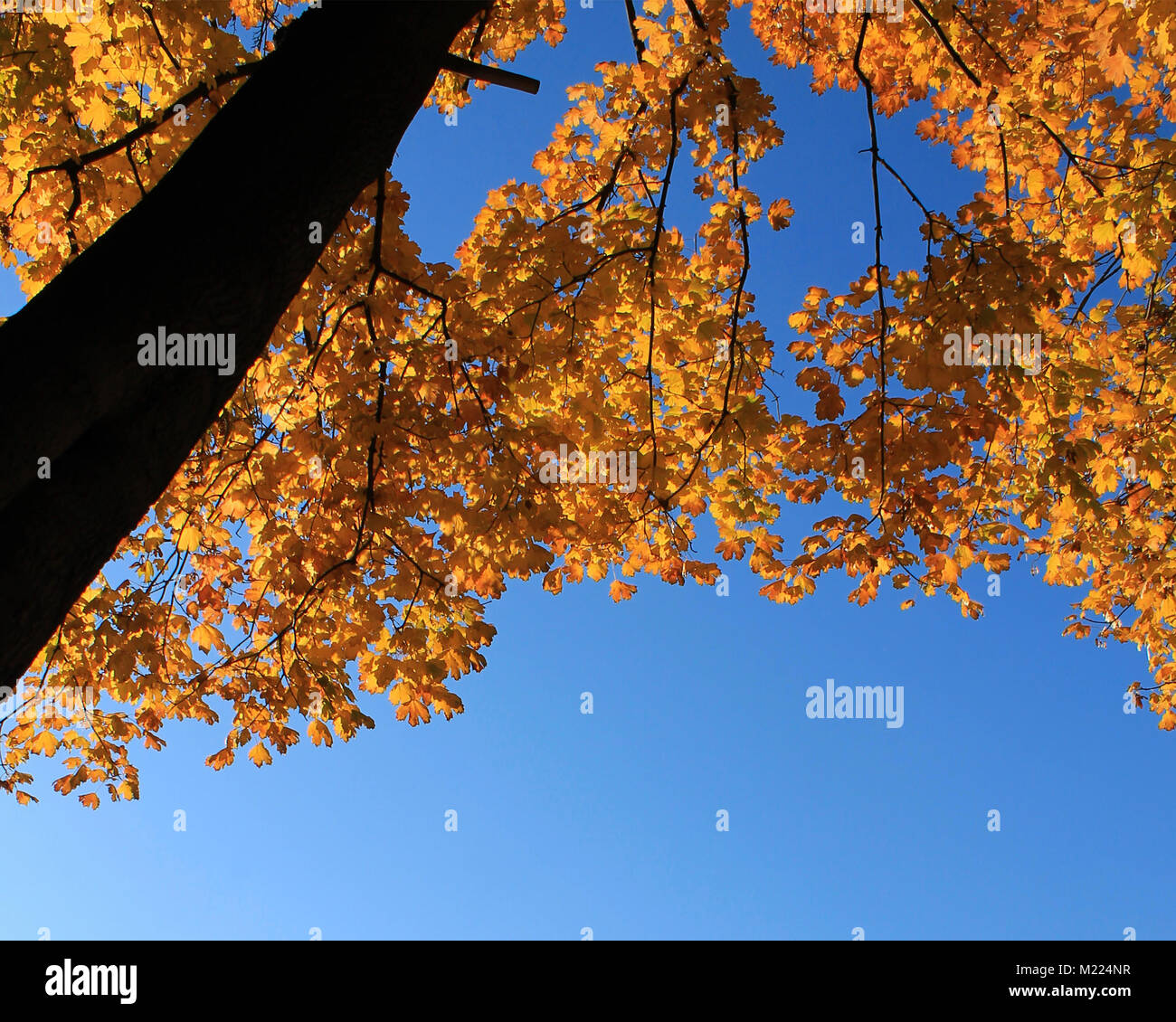 Giallo autunno delle chiome contro il profondo blu del cielo Foto Stock