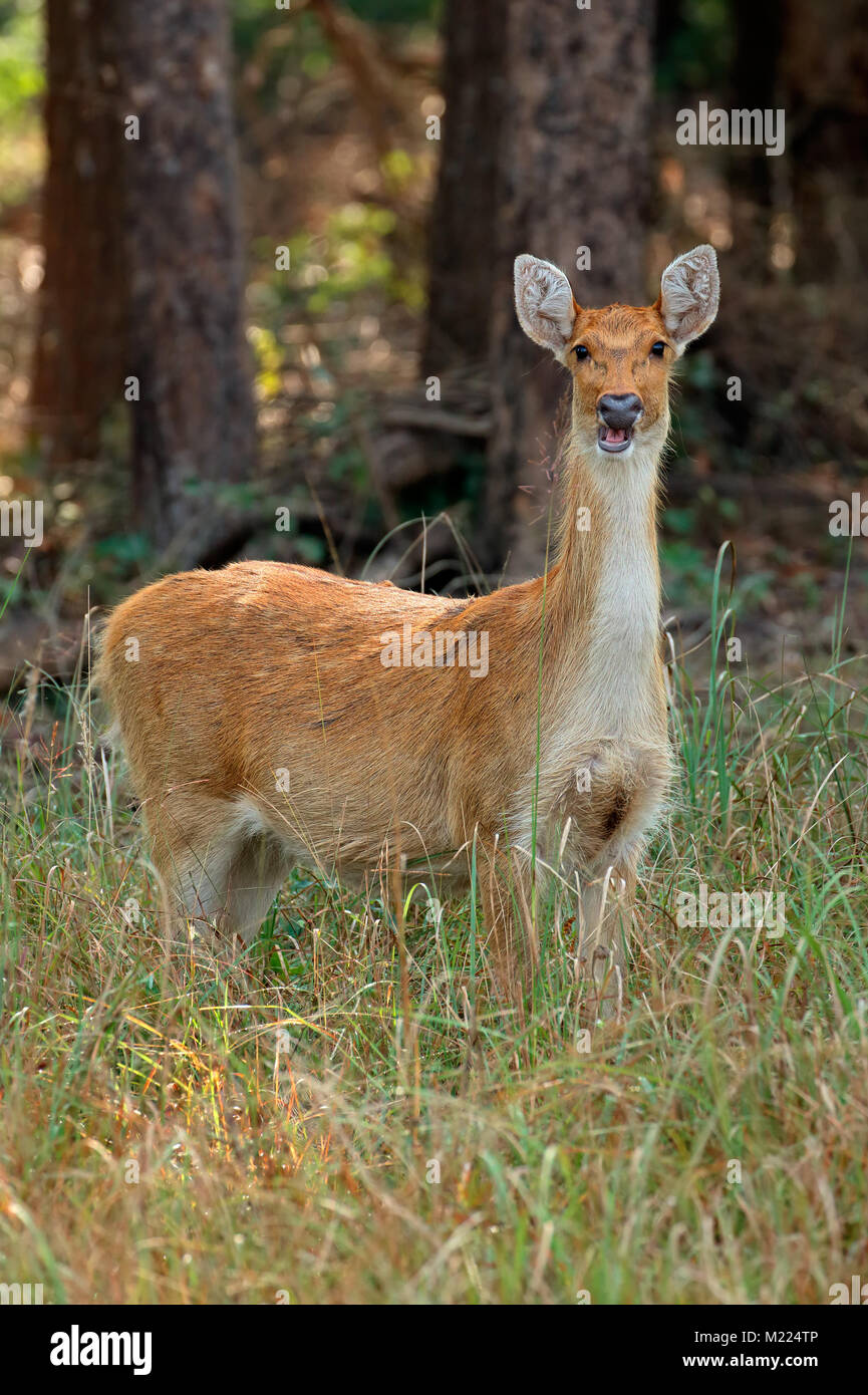 Barasingha femmina o cervo di palude (Rucervus duvaucelii), il Parco Nazionale di Kanha, India Foto Stock