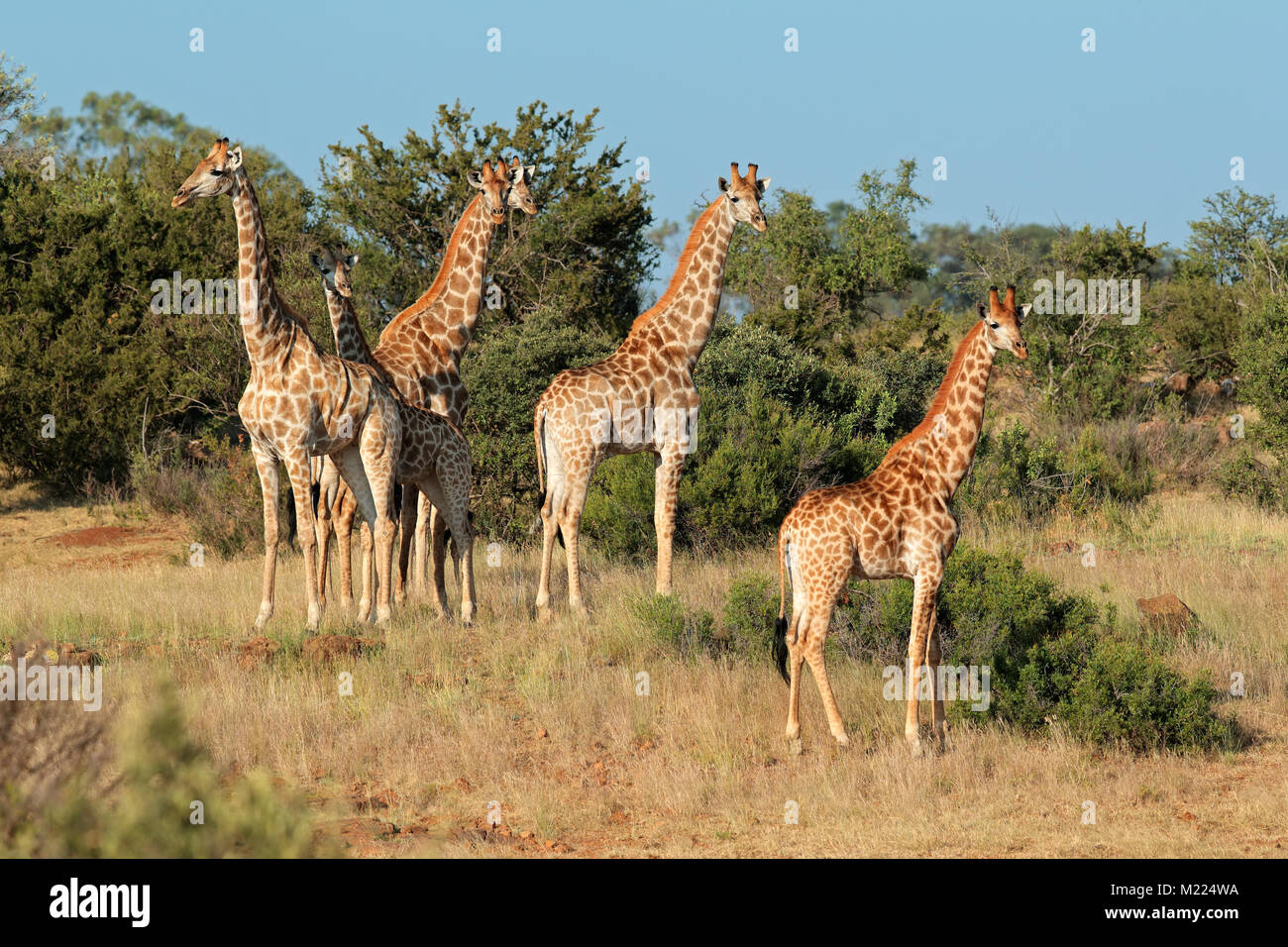 Piccola mandria di giraffe (Giraffa camelopardalis) in habitat naturale, Sud Africa Foto Stock