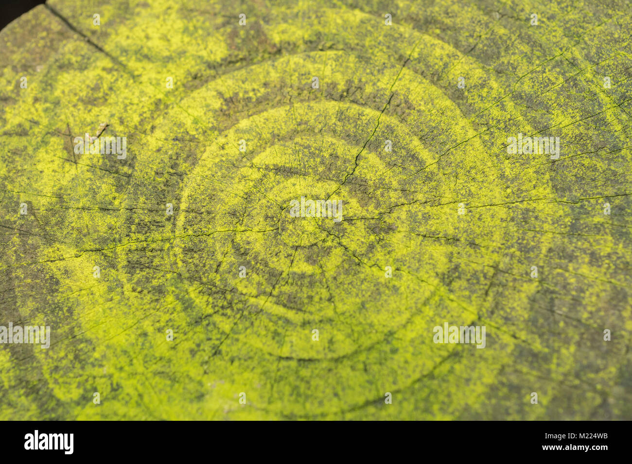 Foto macro dei cerchi concentrici dell'estremità mungente di un polo di scherma. Trama radiale. Foto Stock