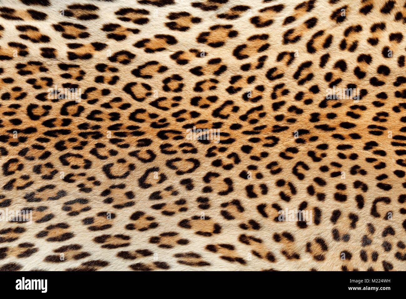 Vista ravvicinata della pelle di un leopard (Panthera pardus) Foto Stock
