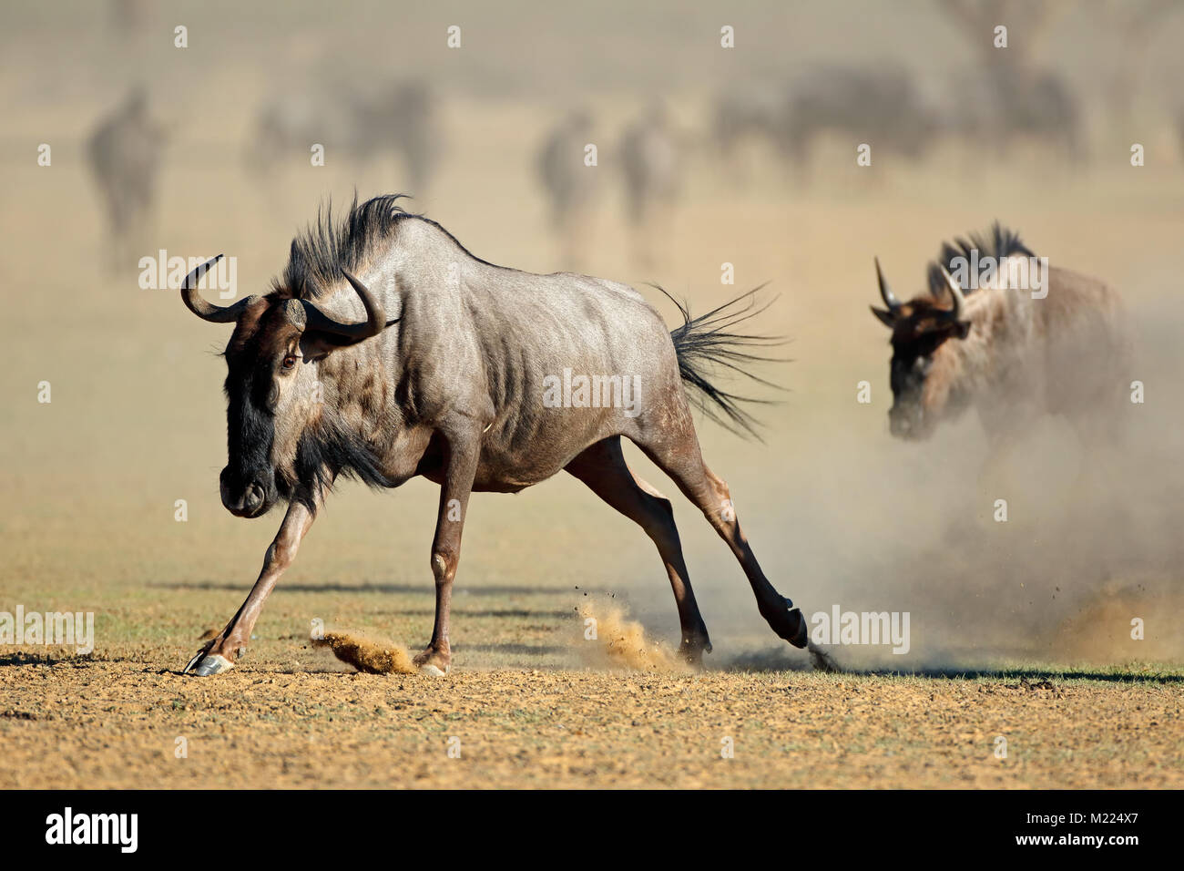 Un blu GNU (Connochaetes taurinus) in esecuzione in polvere, deserto Kalahari, Sud Africa Foto Stock