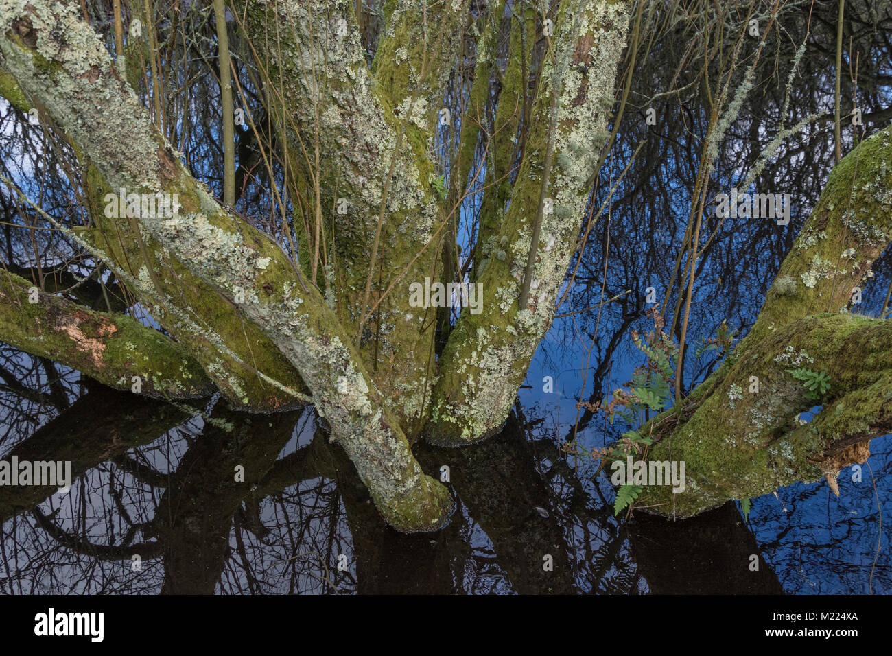 Saturo di acqua di alberi in un clima temperato palude foresta / Woodland palude. Alberi riflessa nell'acqua / albero riflessioni. Foto Stock