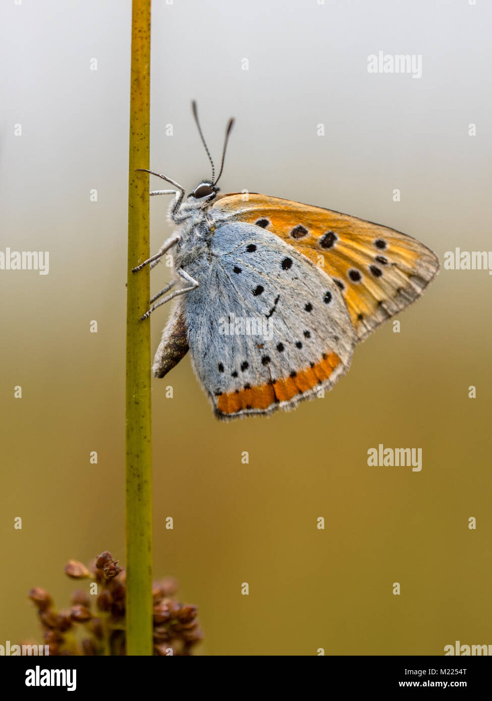 Rame di grandi dimensioni (Lycaena dispar) farfalle endemiche del Paesi Bassi sull'erba Foto Stock