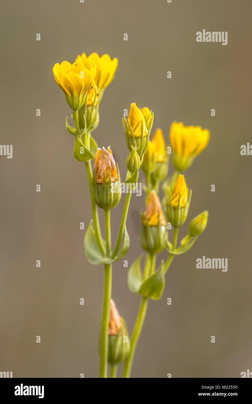 Giallo-wort (Blackstonia perfoliata) con sfocato sfondo verde Foto Stock