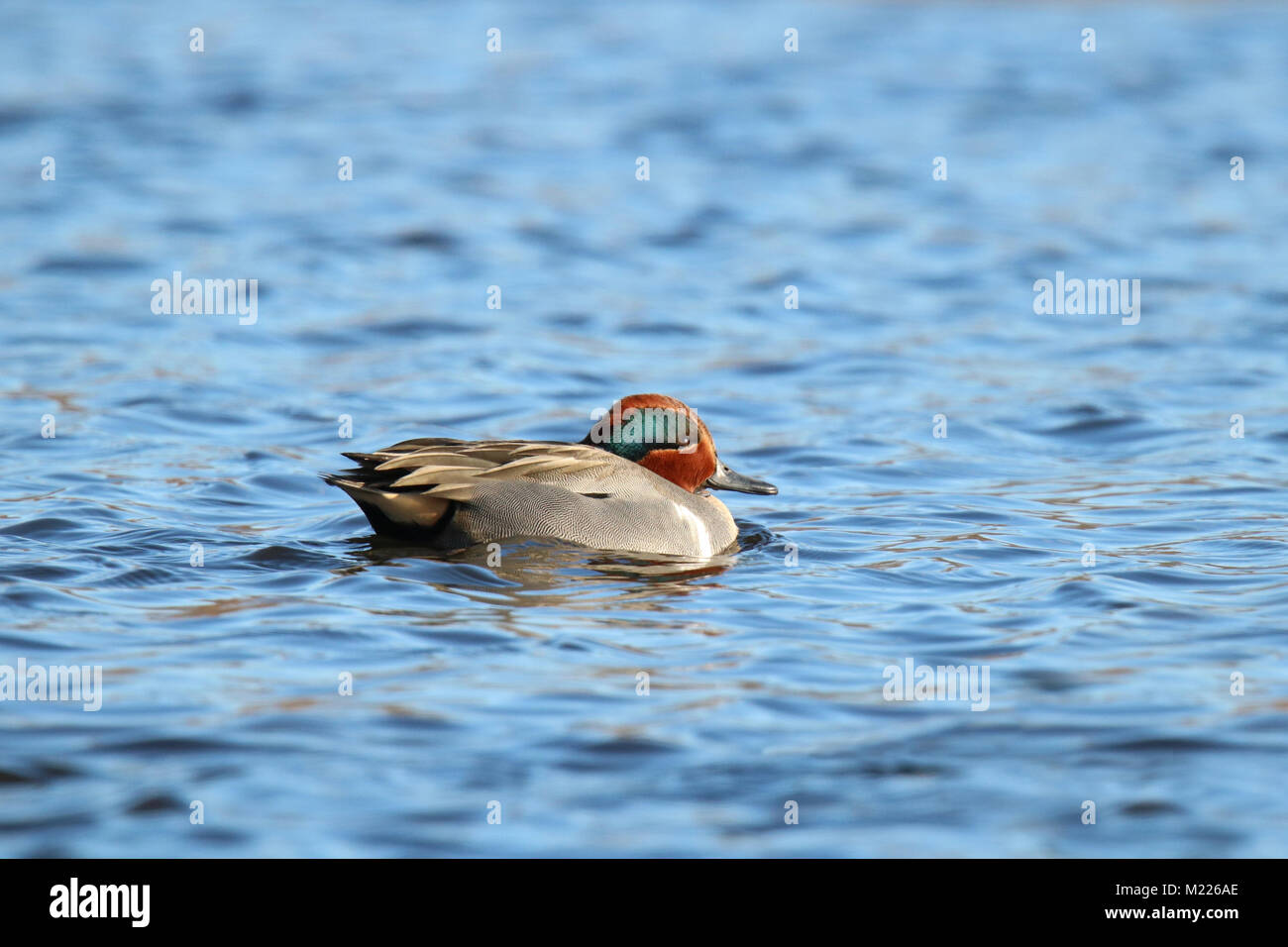 Un maschio alato verde alzavola Anas crecca nuoto sul blu dell'acqua. La verticale di spalla bianco mark distingue la gara Americana dalla gara eurasiatica. Foto Stock