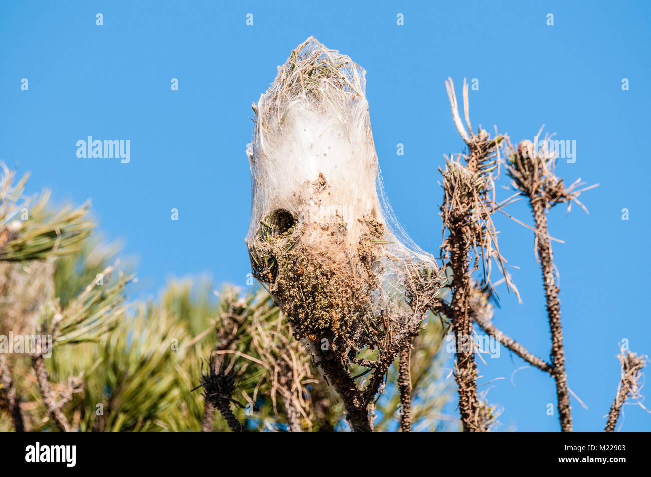 Pine processionary (Thaumetopoea pityocampa). "Tenda" realizzato da larve in pino; frass si raccoglie al fondo della tenda. Tavertet, Catalogna, Spagna Foto Stock