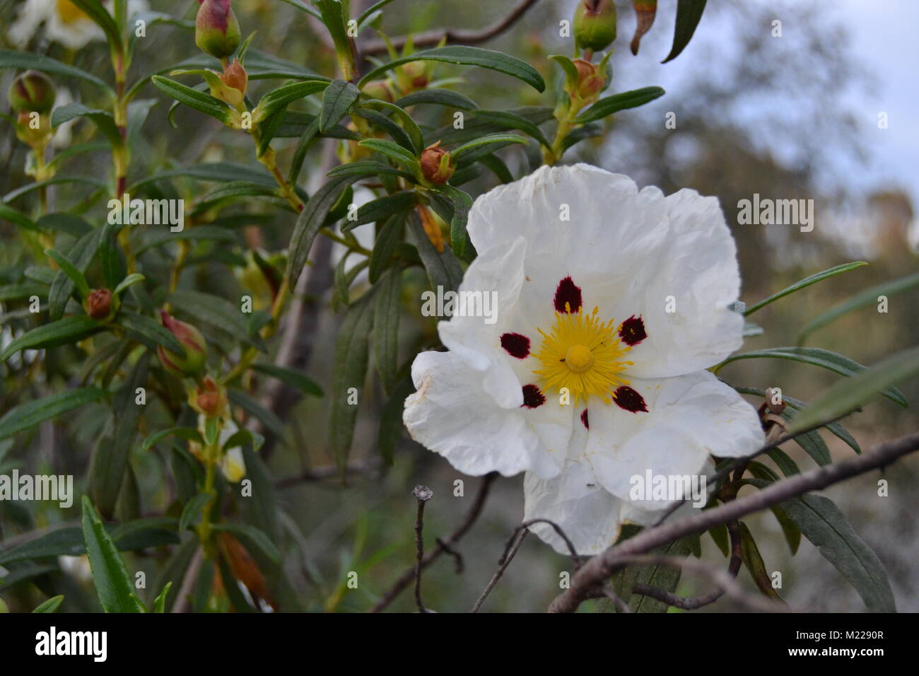 Fiore di cisto in sping Foto Stock