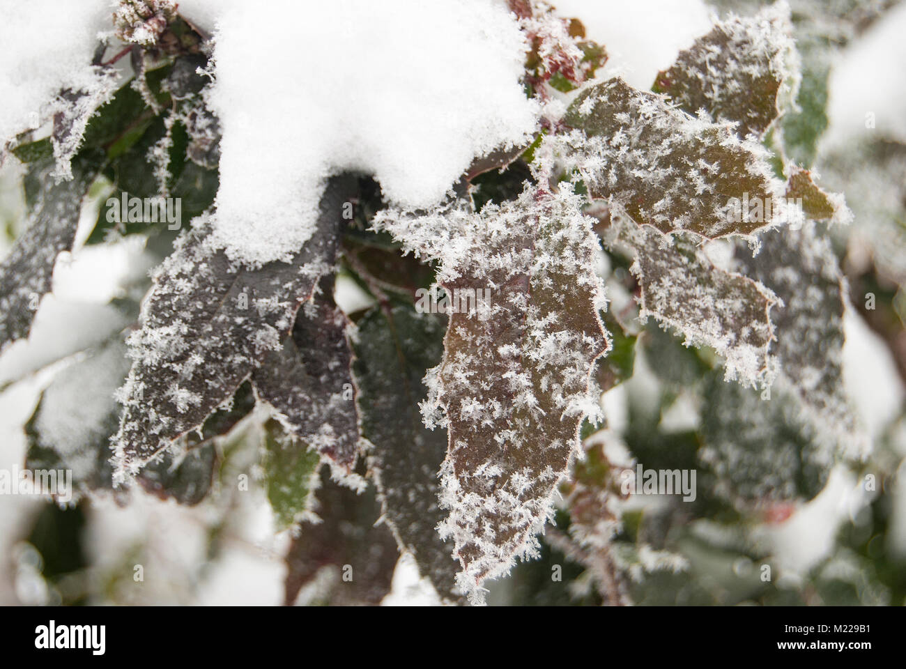 Un sempreverde arbusto decorativo ricoperta di brina su un gelido giorno. Scena d'inverno. Foto Stock