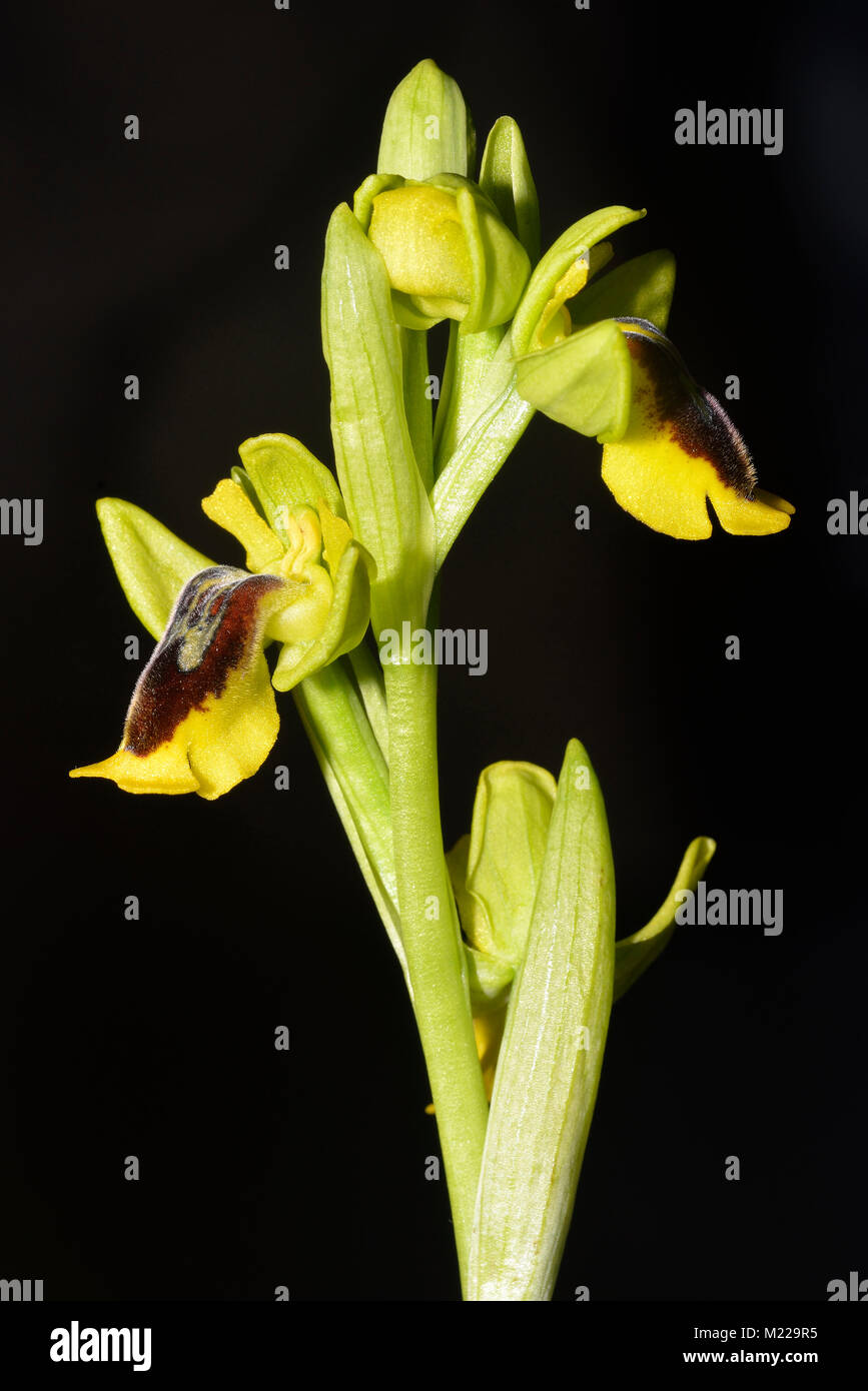 Yellow Bee Orchid - Ophrys lutea su sfondo nero Foto Stock