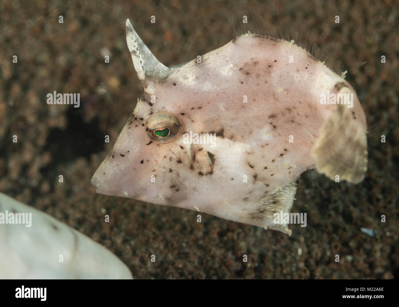 Flottante Filefish circa il fondo sabbioso Foto Stock