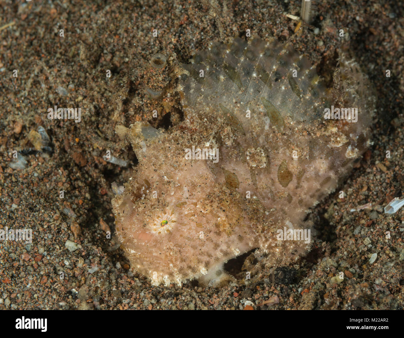 Rana pescatrice pelose nascondendo in plain sight Foto Stock