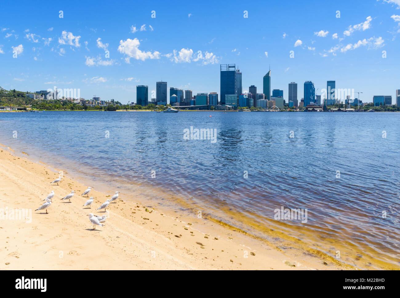 Gabbiani su una spiaggia di sabbia lungo la South Perth Foreshore con vedute della città di Perth che si affaccia sul Fiume Swan, Australia occidentale Foto Stock