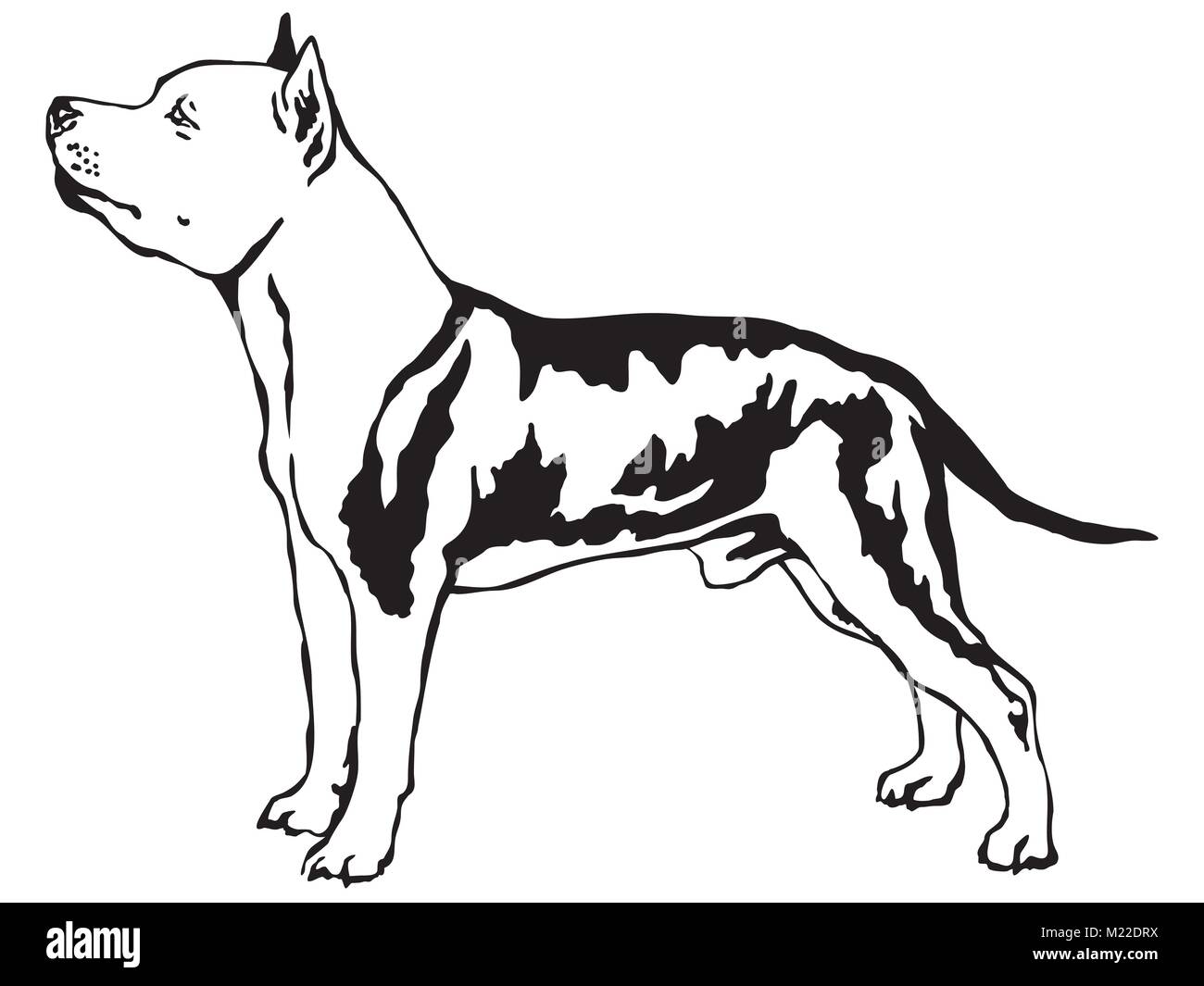 Ritratto decorativo di standing in profilo American Staffordshire Terrier, vettore isolato illustrazione in colore nero su sfondo bianco Illustrazione Vettoriale