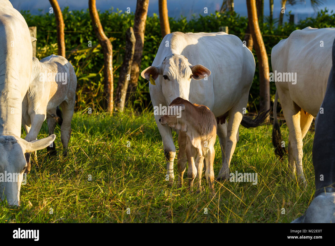 Rilievo di pascolo bestiame Brahman in Guanacaste Costa Rica Foto Stock