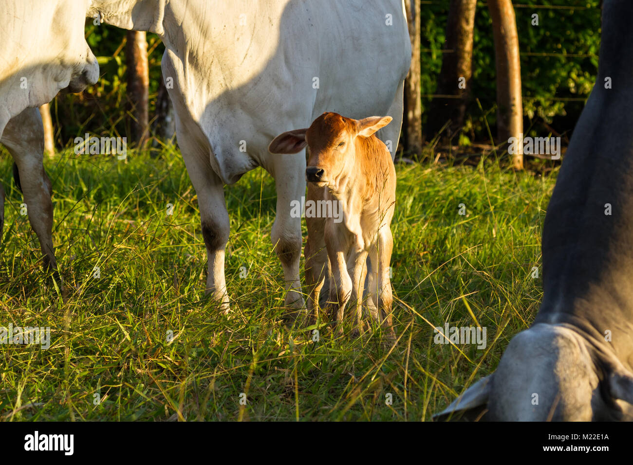 Rilievo di pascolo bestiame Brahman in Guanacaste Costa Rica Foto Stock