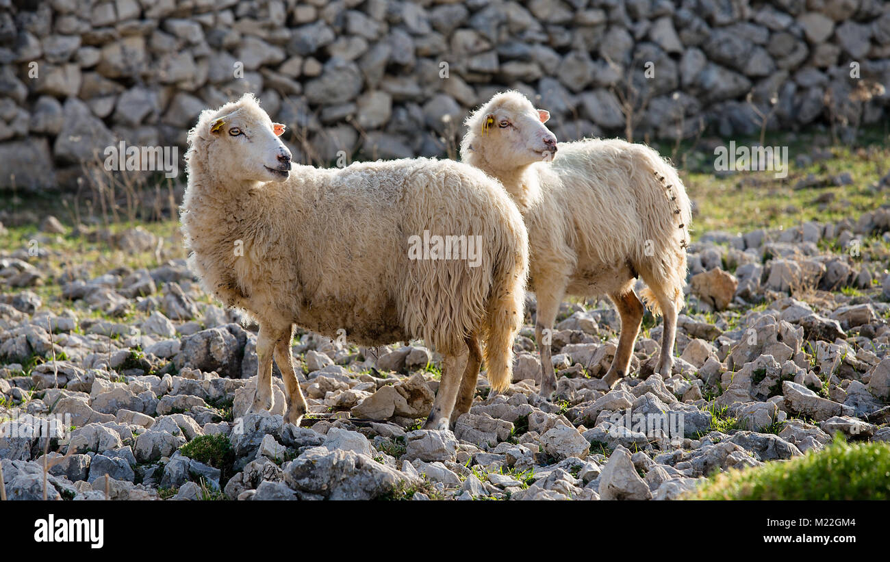 Gregge di pecore al pascolo - due femmina long-tailed pecore, isola di Pag, Croazia Foto Stock