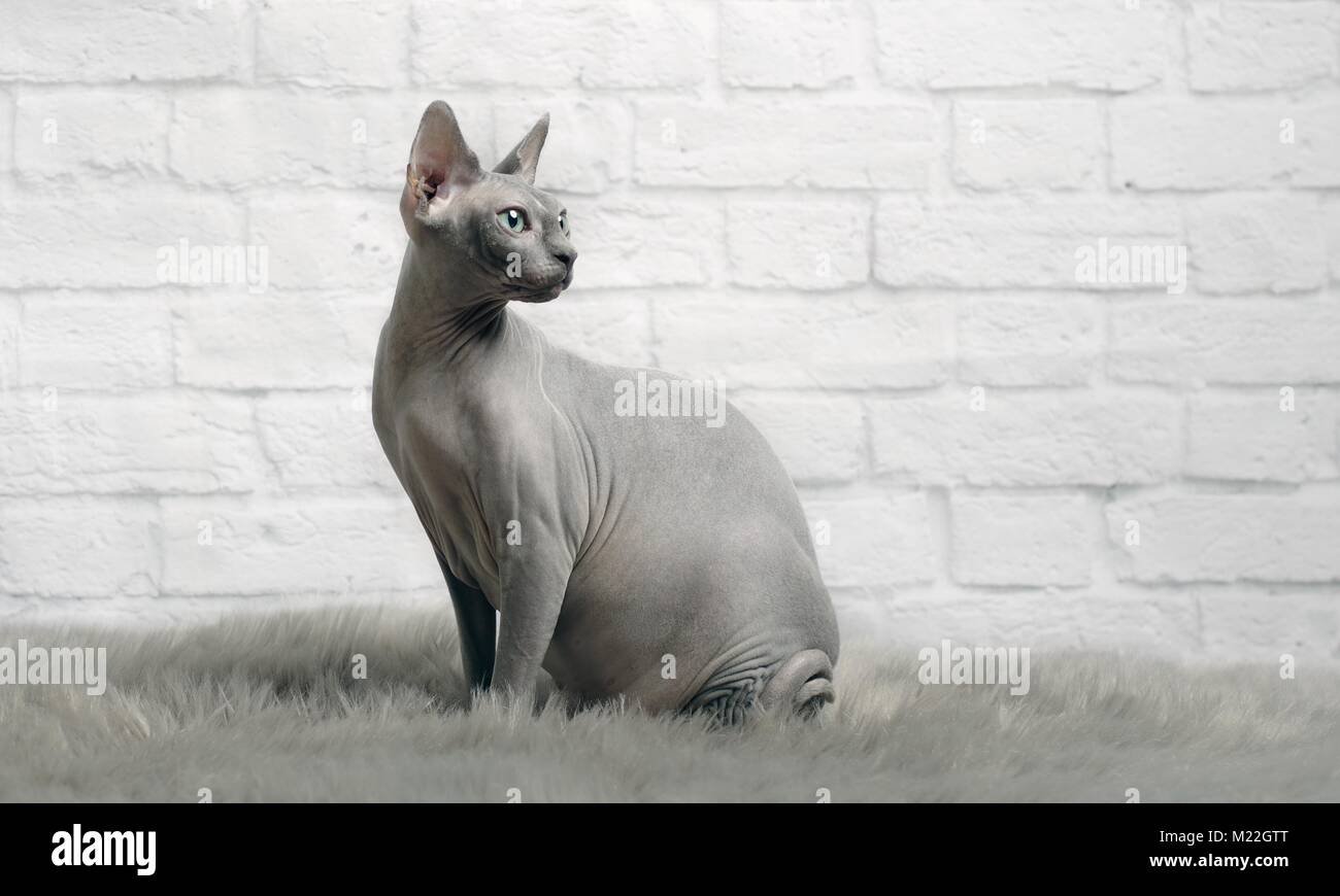 Grigio sphynx cat a sedersi su una coperta di pelo e lo sguardo obliquo Foto Stock