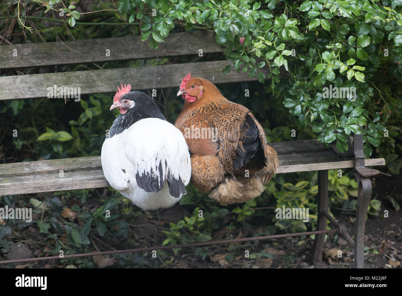 Backyard polli Foto Stock