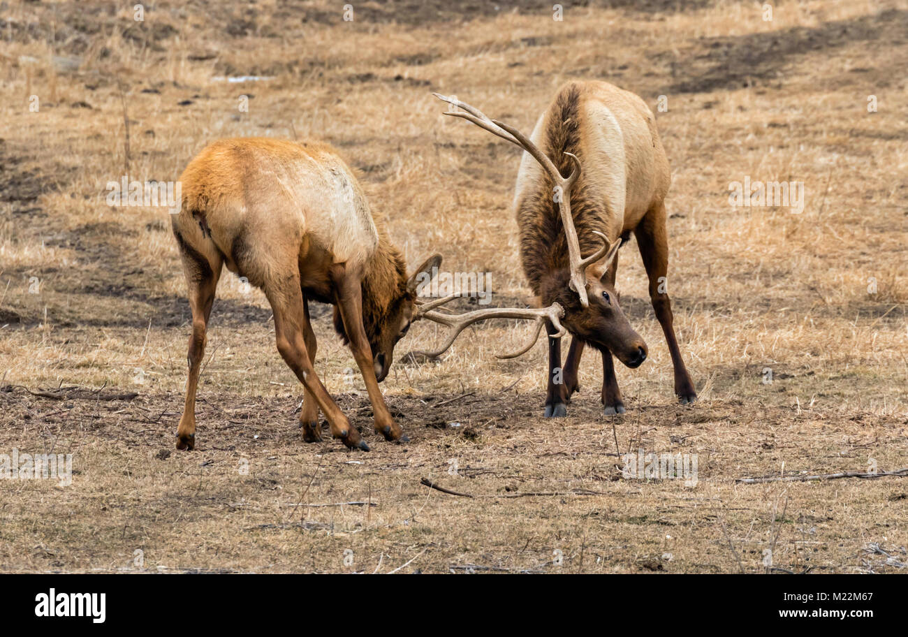 Alci maschi, o wapiti (Cervus canadensis) che combattono nella prateria, Iowa, USA. Foto Stock