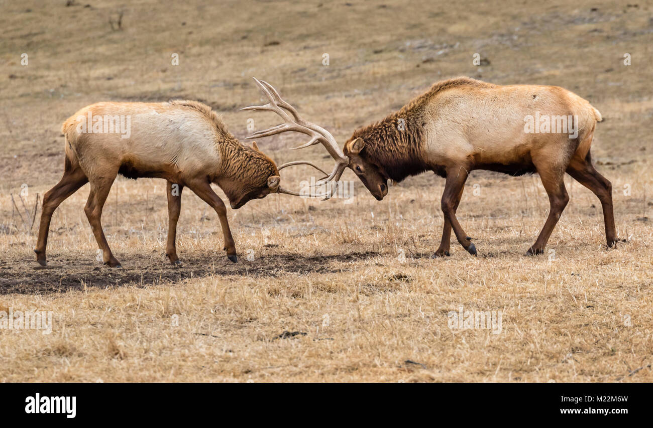 I maschi elk o wapiti (Cervus canadensis) combattimenti in prairie, Neal Smith National Wildlife Refuge, Iowa, USA. Foto Stock