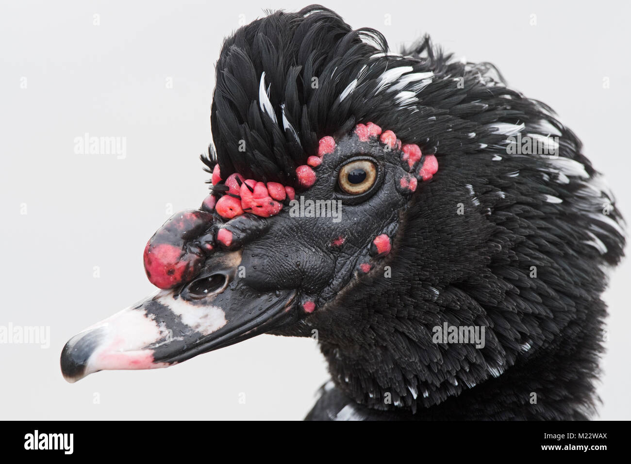 Anatra muta Cairina moschata ritratto della testa di un maschio di Martin semplice inverno Foto Stock