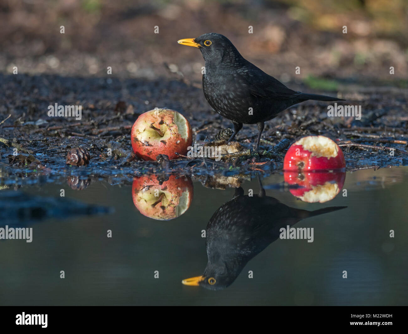 Merlo, Turdus merula, Maschio alimentazione sulle mele nel giardino invernale di Norfolk Foto Stock